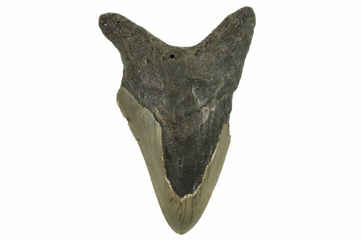 Bargain, Fossil Megalodon Tooth - Serrated Blade #294527